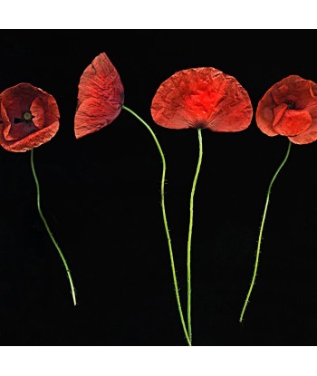 LAZZARI Marie-Fa  : Jolis coquelicots (Photographie) s'inspire de l'anatomie humaine