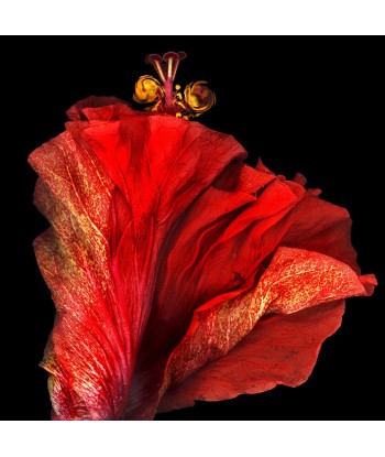 LAZZARI Marie-Fa  : Flamenco (Photographie) de la marque