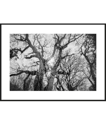 MAZARÉ Edouard - Le bois du cerf (Photographie) pour bénéficier 