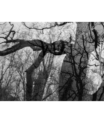 MAZARÉ Edouard - Le bois du cerf (Photographie) pour bénéficier 