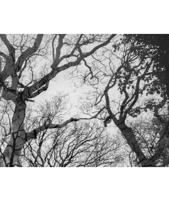 MAZARÉ Edouard - Le bois du cerf (Photographie) pour bénéficier 