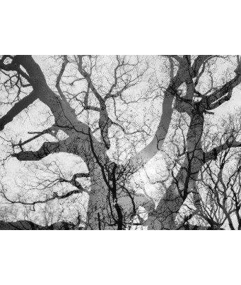 MAZARÉ Edouard - Le bois du cerf (Photographie) pour bénéficier 