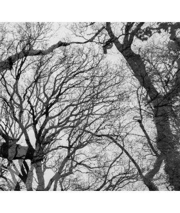 MAZARÉ Edouard - Le bois du cerf (Photographie) pour bénéficier 