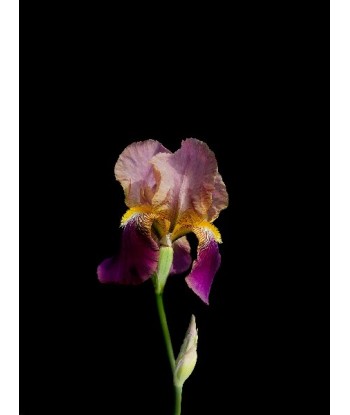 POTIER Coline -   Iris Eclatant (Photographie) les muscles