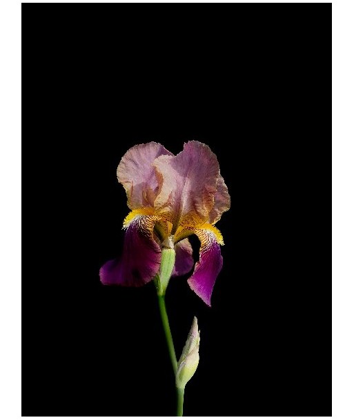 POTIER Coline -   Iris Eclatant (Photographie) les muscles