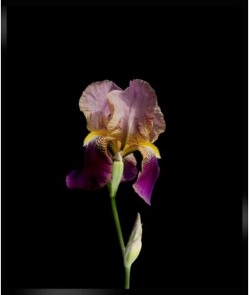 POTIER Coline -   Iris Eclatant (Photographie) les muscles