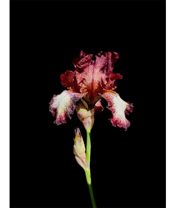 POTIER Coline -    Elégant Iris (Photographie) JUSQU'A -70%! 