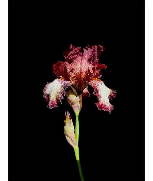 POTIER Coline -    Elégant Iris (Photographie) JUSQU'A -70%! 