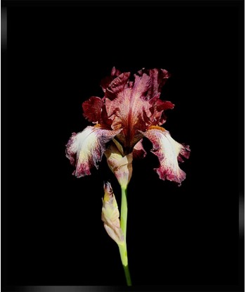 POTIER Coline -    Elégant Iris (Photographie) JUSQU'A -70%! 